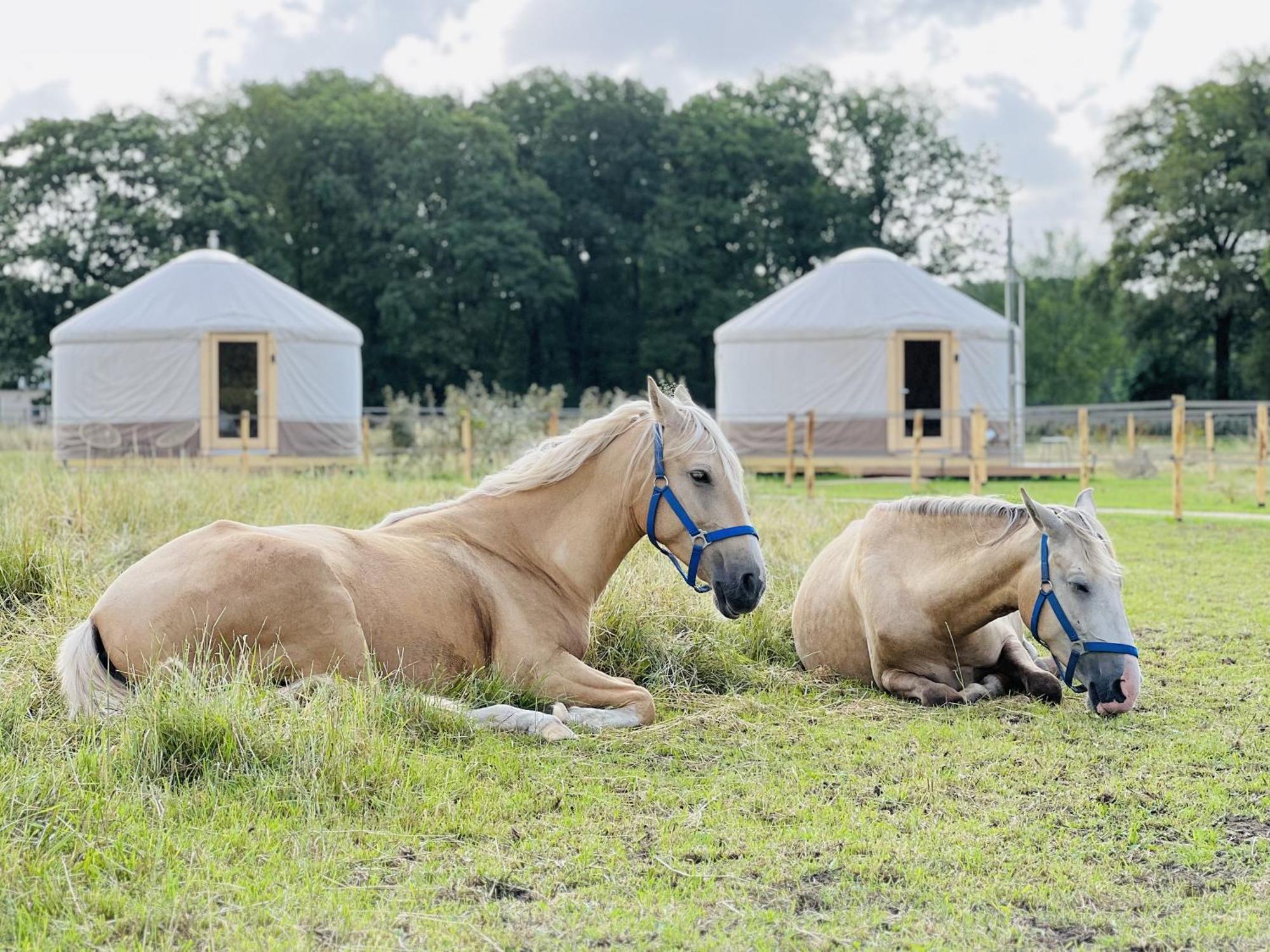 Magnolia Hoeve - Unieke Bestemming Voor Paardenliefhebbers En Bijzondere Overnachtingen In De Natuur Ledeacker Ngoại thất bức ảnh