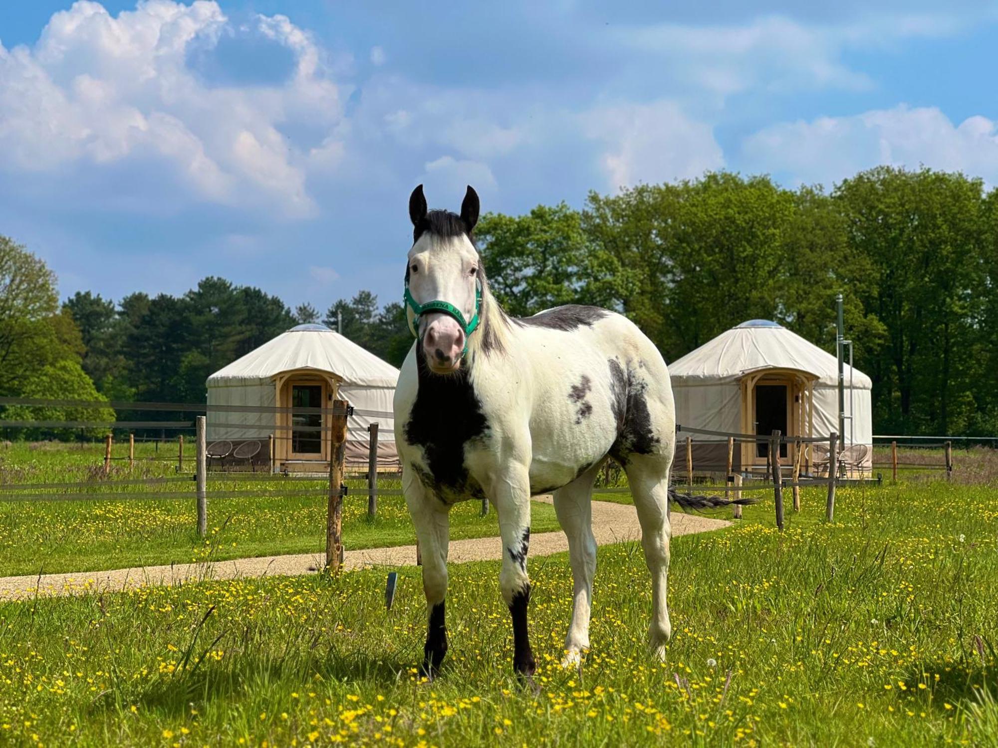 Magnolia Hoeve - Unieke Bestemming Voor Paardenliefhebbers En Bijzondere Overnachtingen In De Natuur Ledeacker Ngoại thất bức ảnh