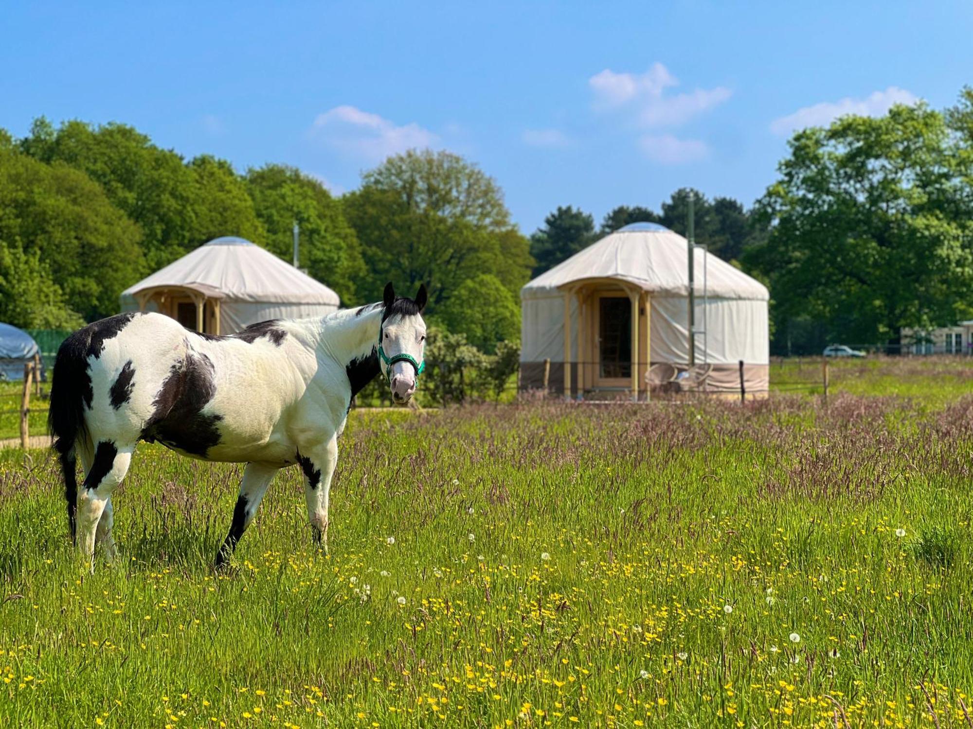 Magnolia Hoeve - Unieke Bestemming Voor Paardenliefhebbers En Bijzondere Overnachtingen In De Natuur Ledeacker Ngoại thất bức ảnh